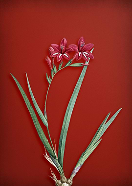 Gladiolus on Red