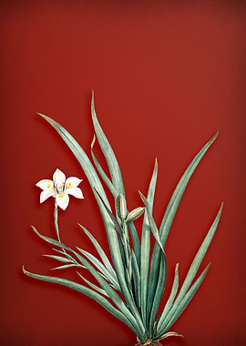 Fortnight Lily on Red