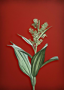 False Helleborine on Red