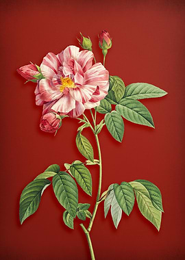 Variegated French Rosebush