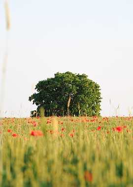 Poppy Tree