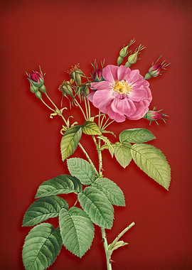 Harsh Downy Rose on Red