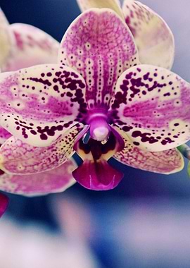 Close up Orchid 6