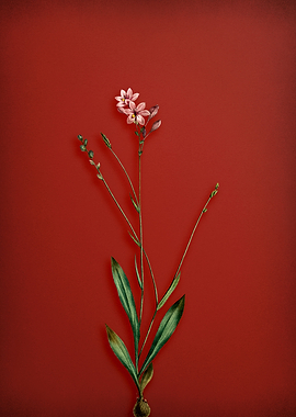 Vintage Gladiolus Flower