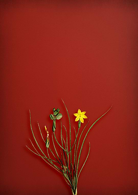 Golden Blue eyed Grass