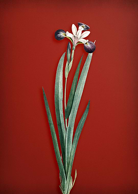 Harlequin Blueflag on Red