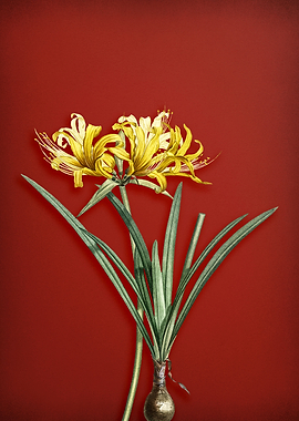 Golden Hurricane Lily