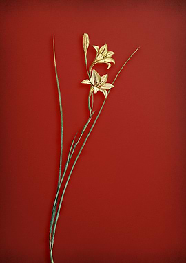 Vintage Gladiolus on Red