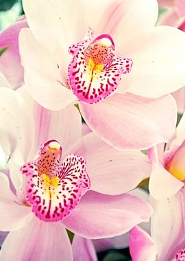 Close up Orchid 8