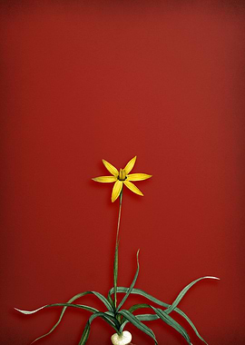 Hypoxis Stellata on Red