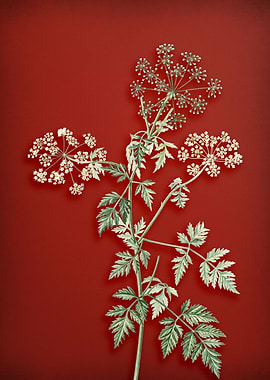 Hemlock Flowers on Red