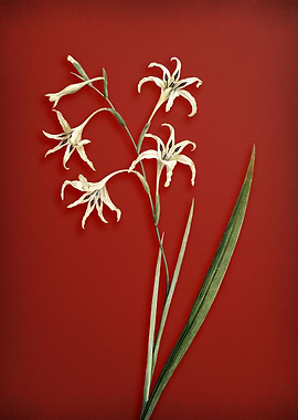 Vintage Gladiolus Flower