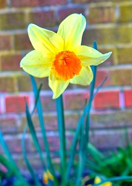 Daffodil