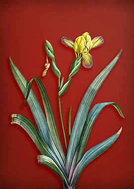 Hungarian Iris on Red