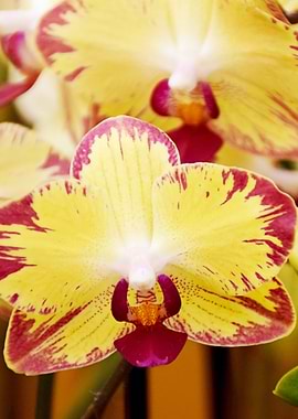 Close up Orchid 5