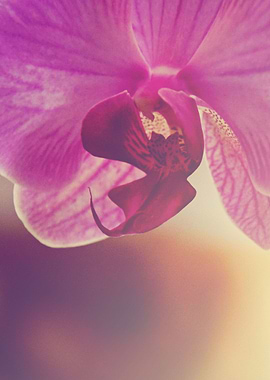 Close up Orchid 2