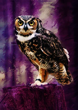 Owl on Stump
