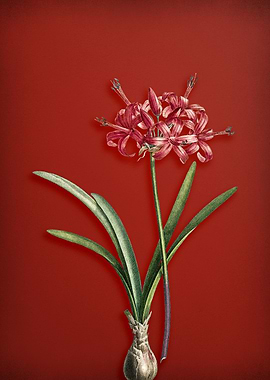 Guernsey Lily on Red