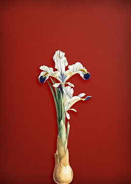 Iris Persica on Red