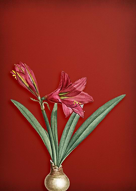 Hippeastrum