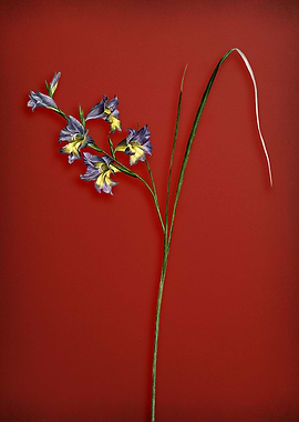 Vintage Gladiolus Flower