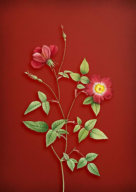 Indica Stelligera Rose