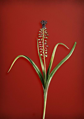 Grape Hyacinth on Red
