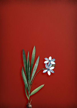 Vintage Gladiolus Flower