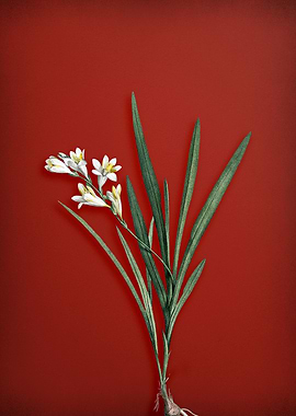 Vintage Gladiolus on Red