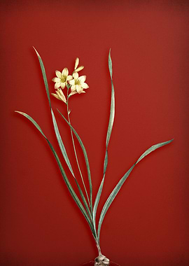 Vintage Gladiolus Flower