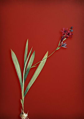 Vintage Gladiolus Flower