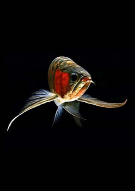 Great Arowana Fish