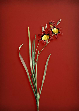 Vintage Lily Floral on Red