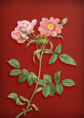 Lady Monson Rose Bloom