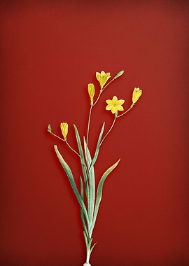 Vintage Lily Flower On Red