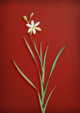 Vintage Lily Flower On Red