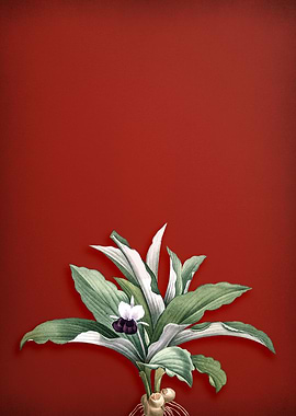 Kaempferia Angustifolia