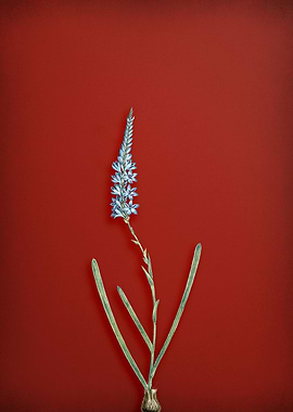 Vintage Lily Flower On Red