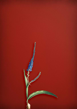 Vintage Lily Floral on Red