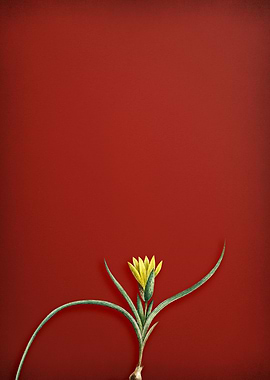 Vintage Lily Floral on Red