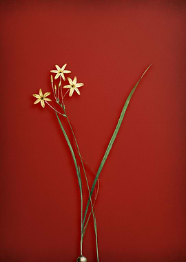 Vintage Lily Floral on Red