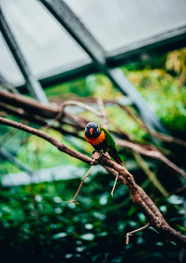 lorikeet
