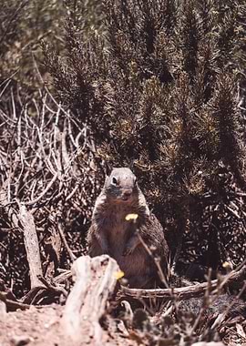 Big Sur Groundhog