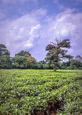 Agricultural tea fields
