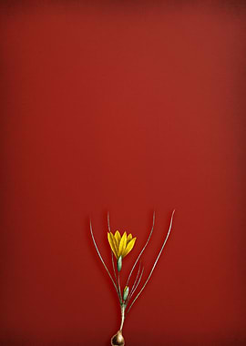 Vintage Lily Flower On Red