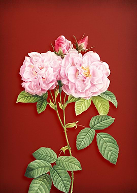 Italian Damask Rose on Red