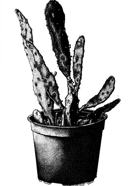 Cactus Opuntia Monacantha