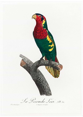 Blue headed pied lorikeet