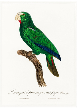 Cuban parrot