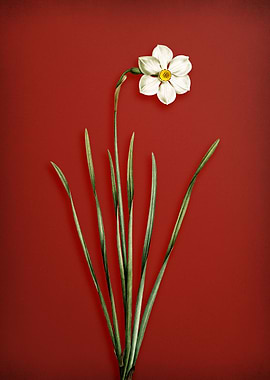 Narcissus Poeticus